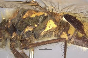 Media type: image;   Entomology 12433 Aspect: thorax, lateral